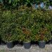 Červienka Fraserova (Photinia × fraseri) ´RED ROBIN´ - výška 150-170 cm, šírka 90-110 cm, kont. C50L - ŠPALIÉR